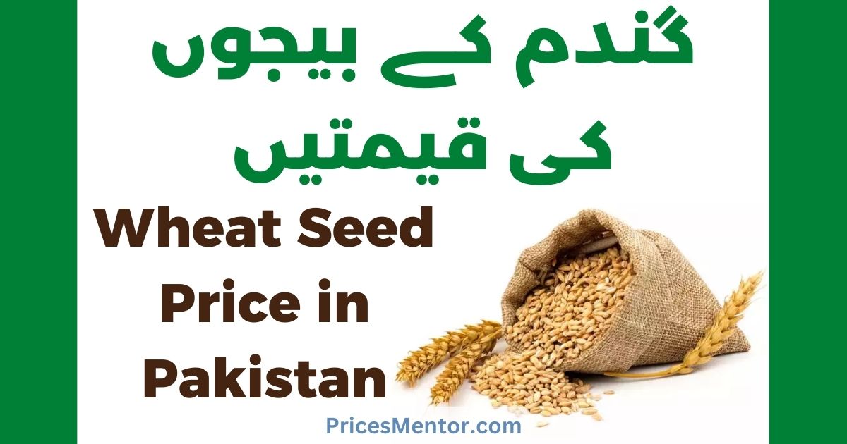 Wheat Seed Price in Pakistan 2023 [All Brands Rates] Gandum Beej Ki Kimat